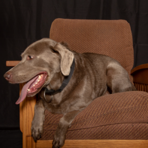 labrador sitting on brown chair, get a dog to protect your home